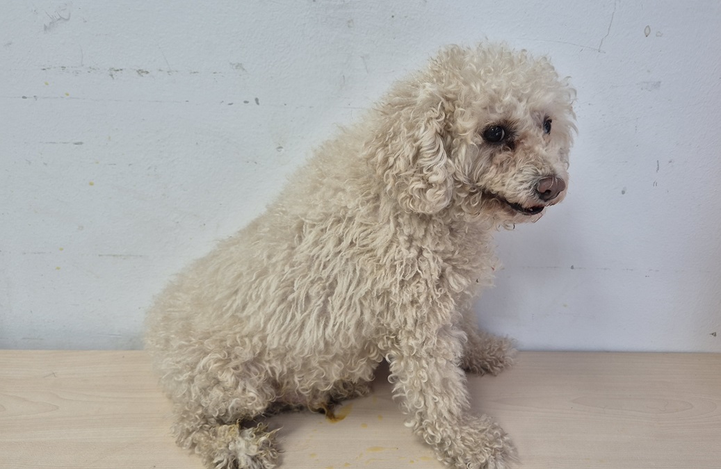 보호중 푸들의 가족…