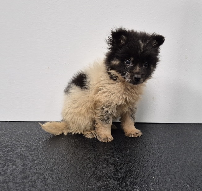 김천시 동물보호센터_447506202500384