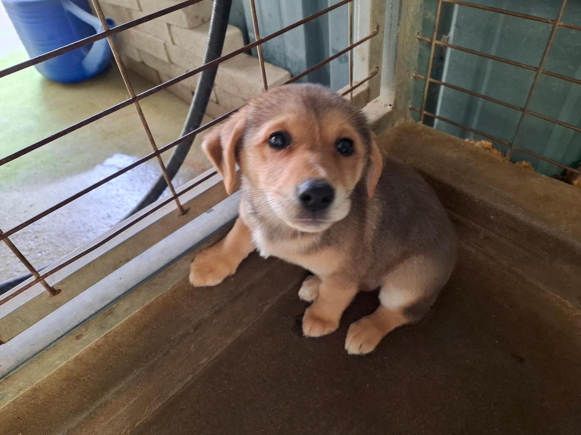 고흥군임시보호센터_446488202500316