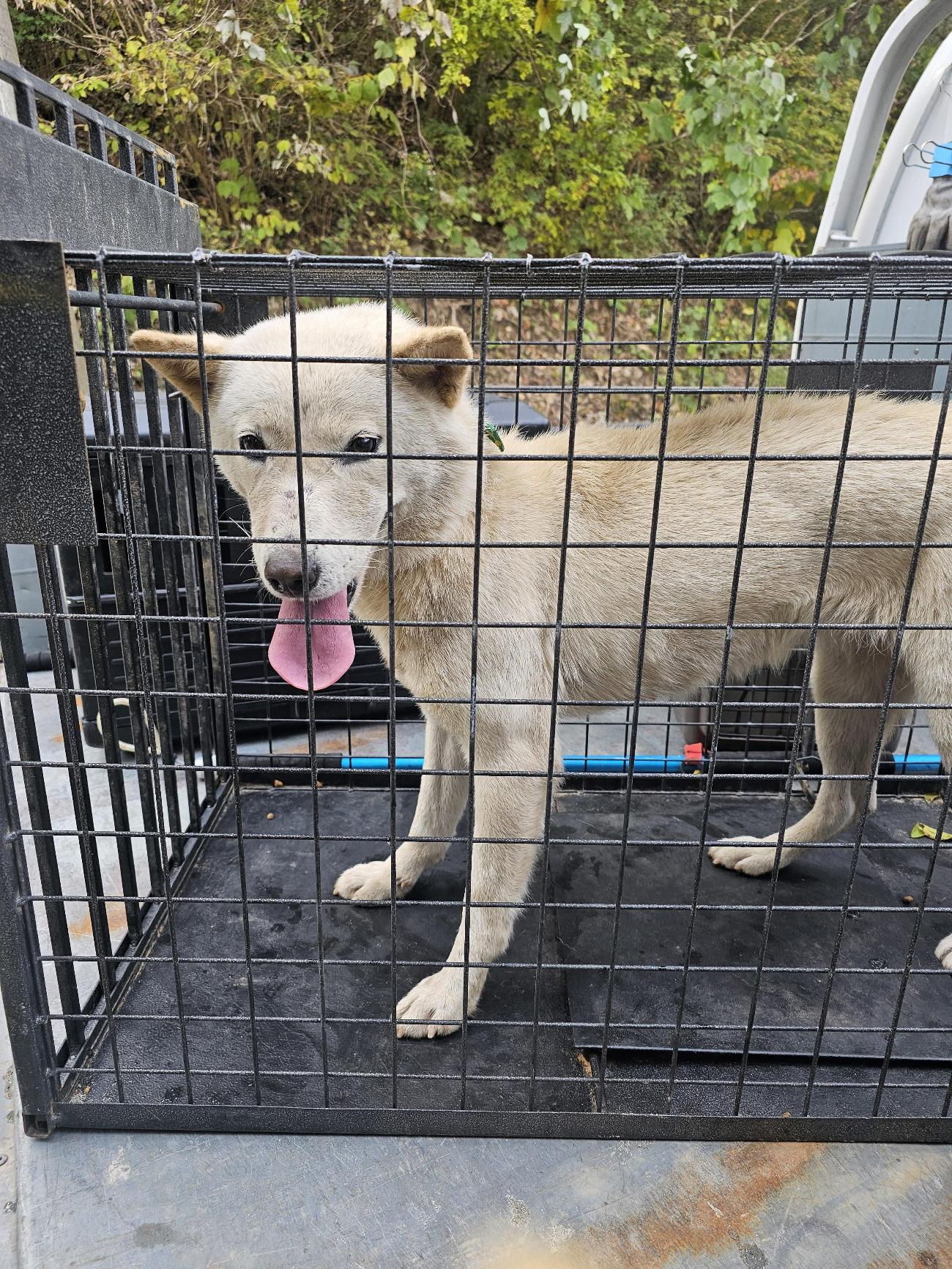 보호중 믹스견의 가…