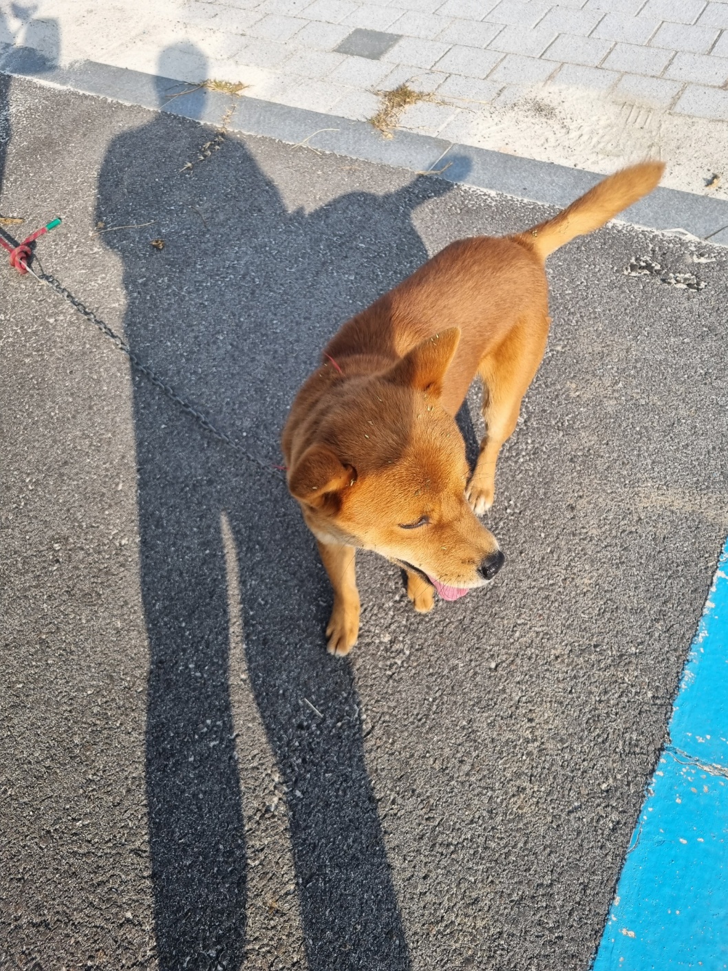 부안군 동물보호센터_445479202501193