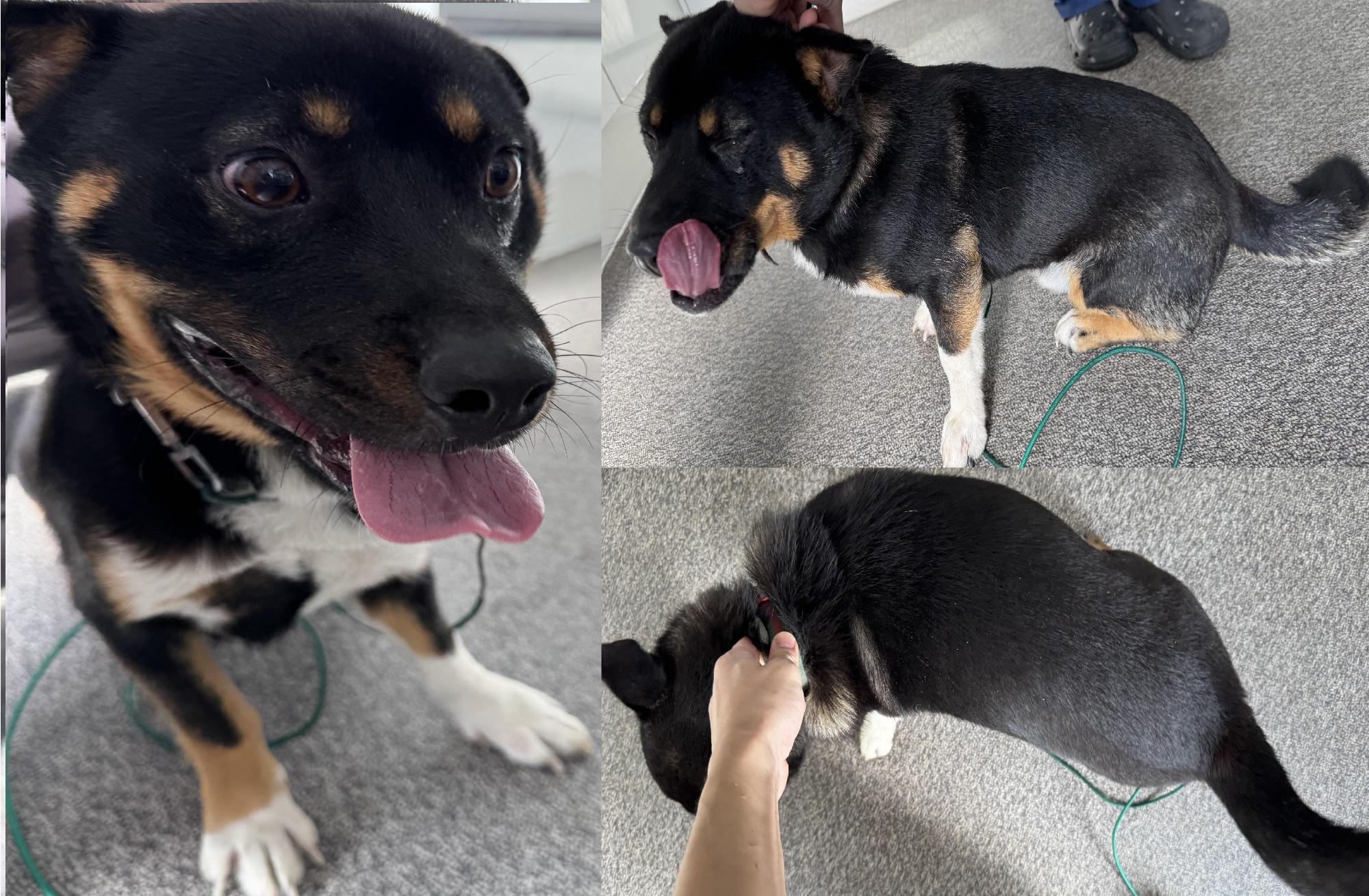 서산시 동물보호센터_444453202501346