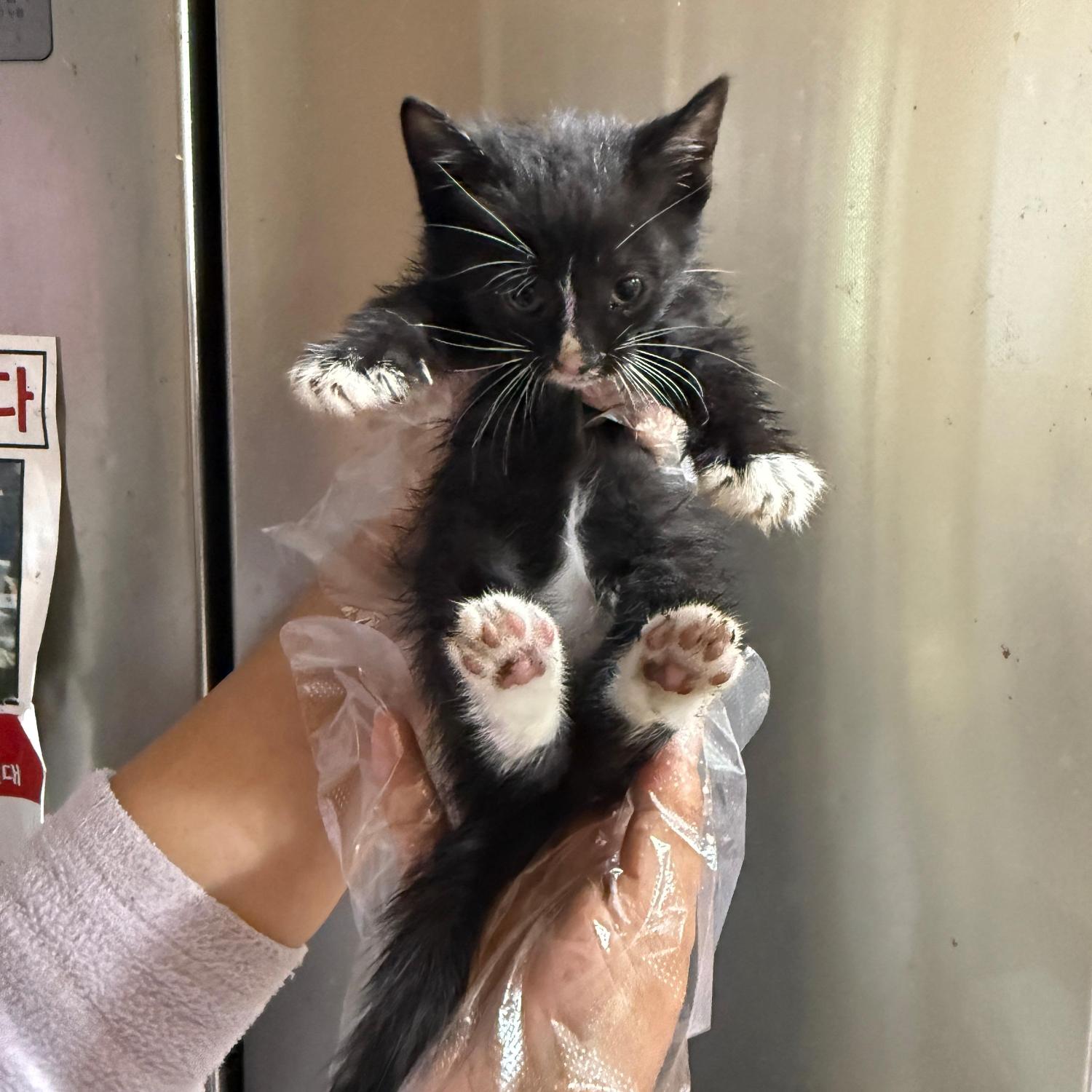 종료(입양) 한국 …