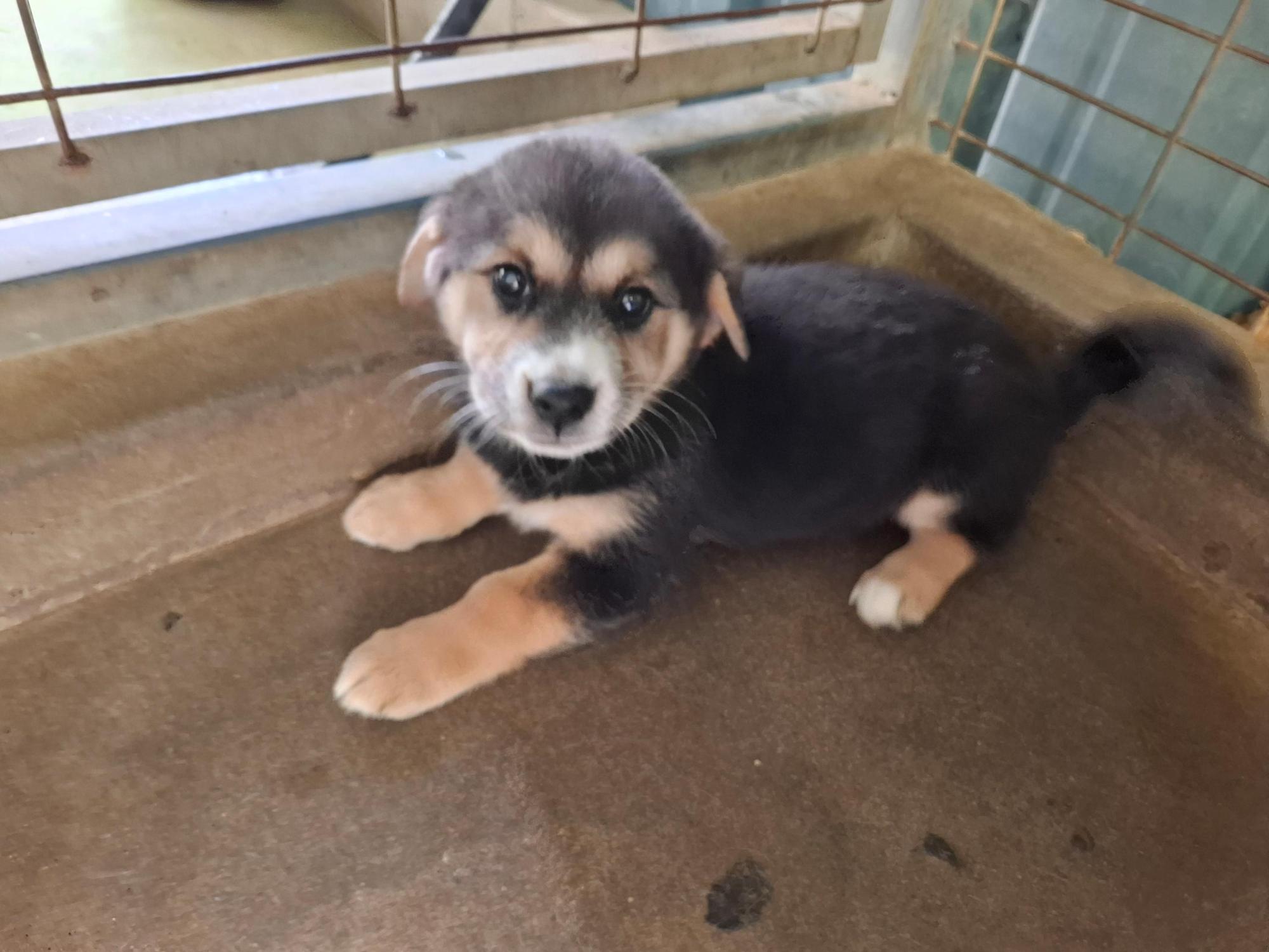 고흥군임시보호센터_446488202500321