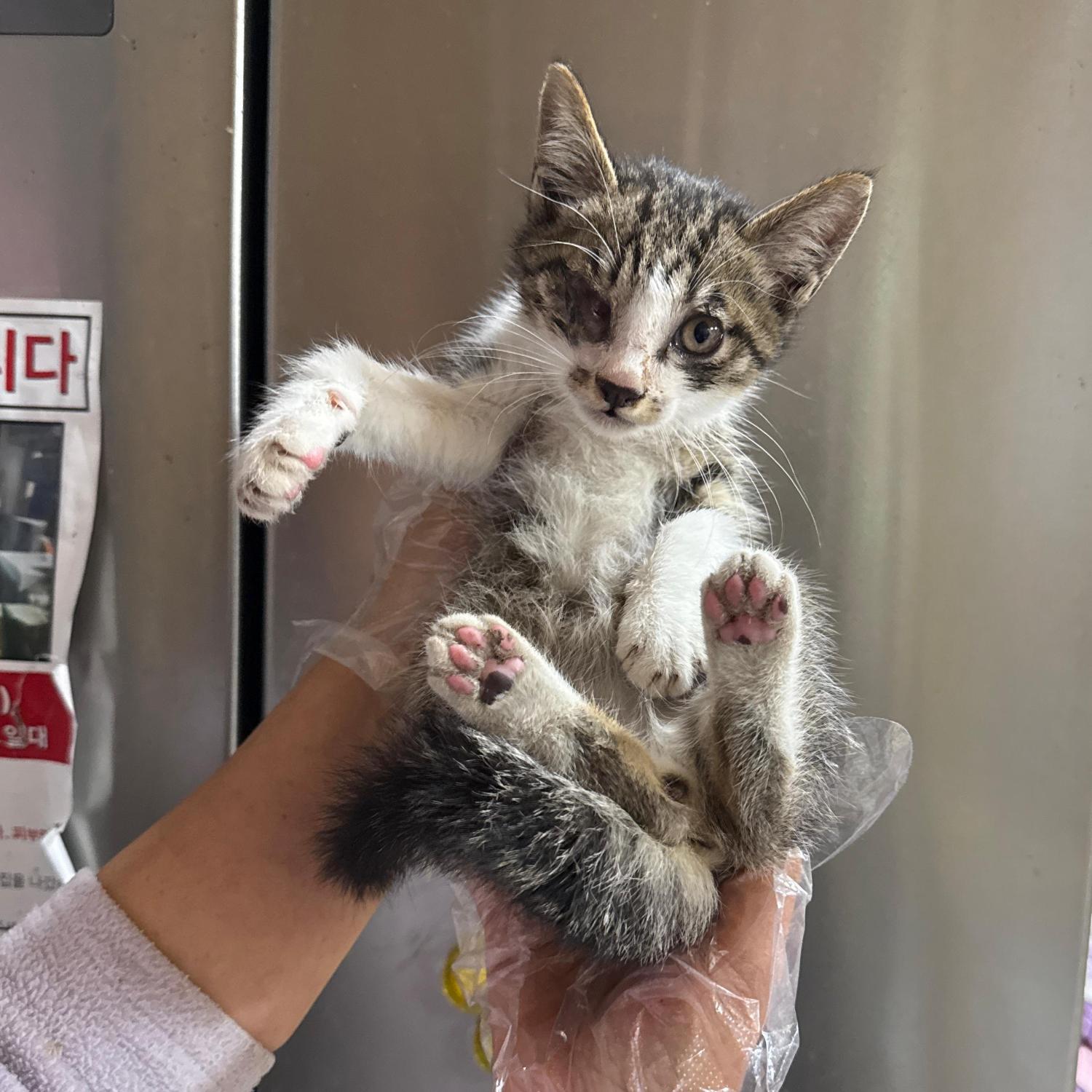 울산유기동물보호센터_431371202500520