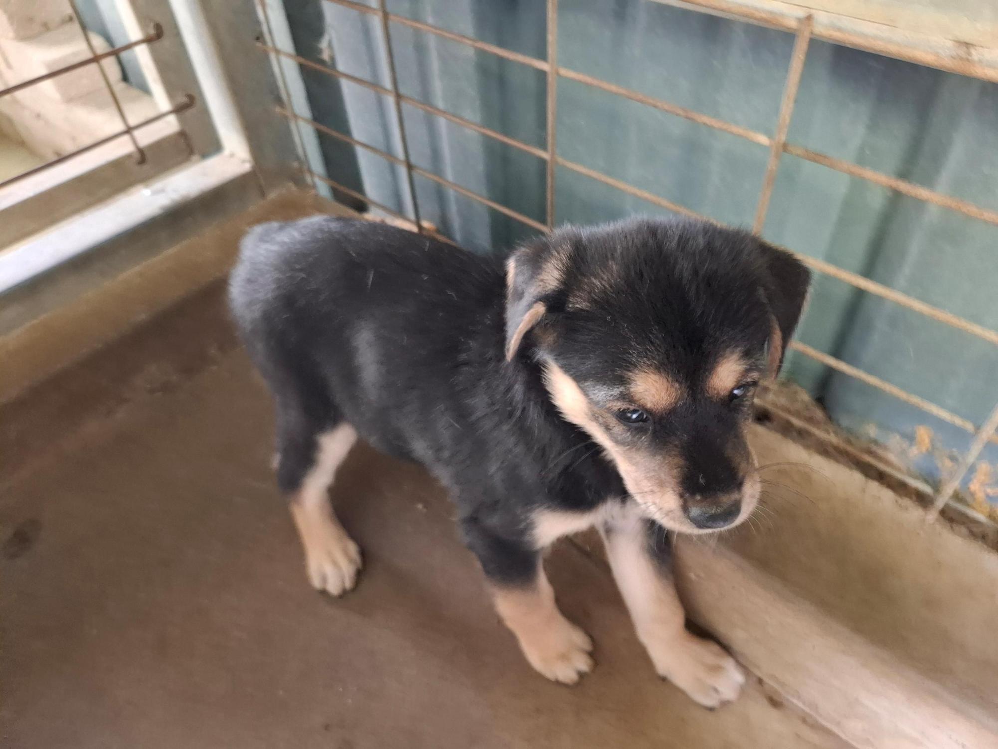 고흥군임시보호센터_446488202500322