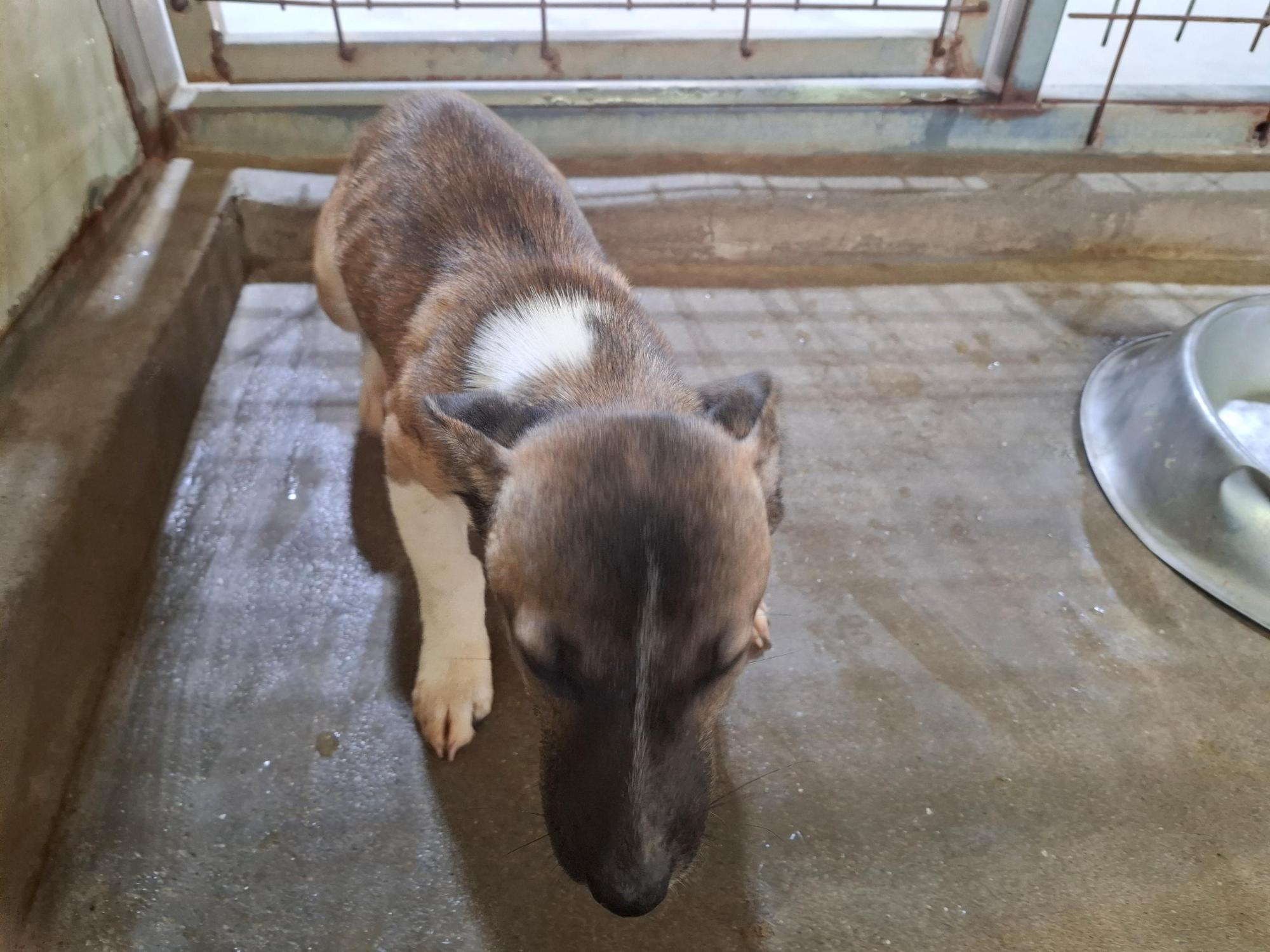 고흥군임시보호센터_446488202500323