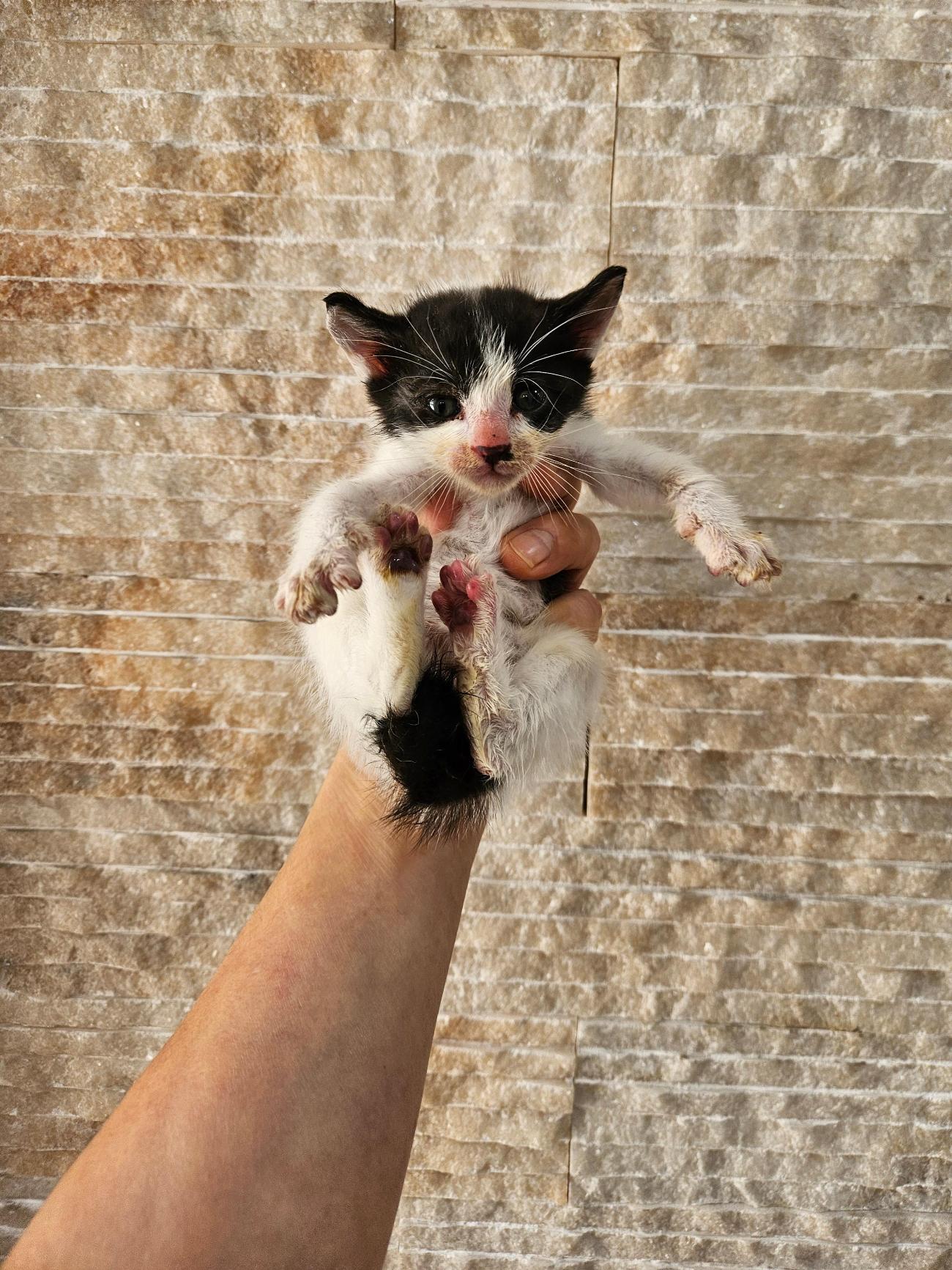 제니스동물병원_427346202501217