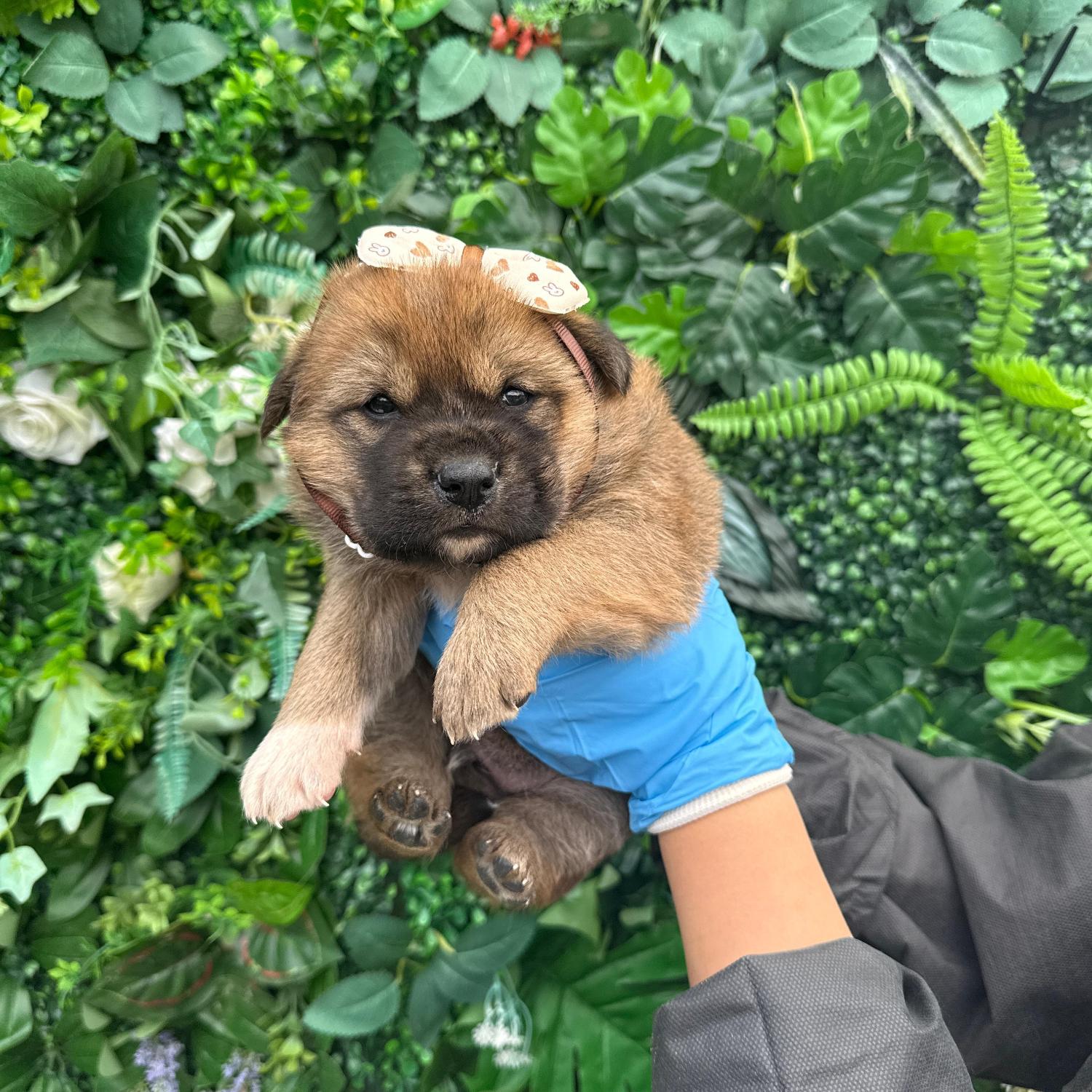 울산유기동물보호센터_431373202501746