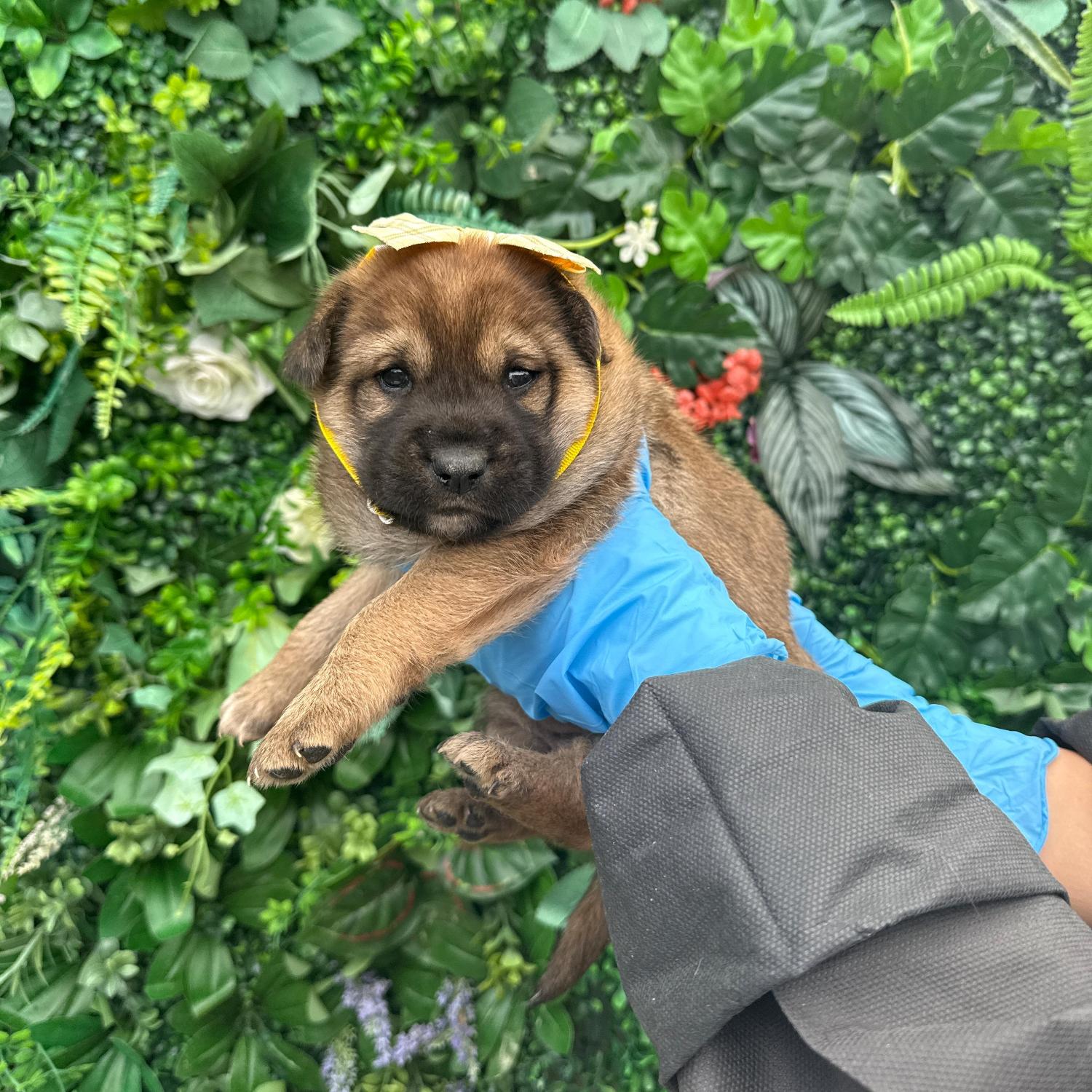 보호중 믹스견의 가…