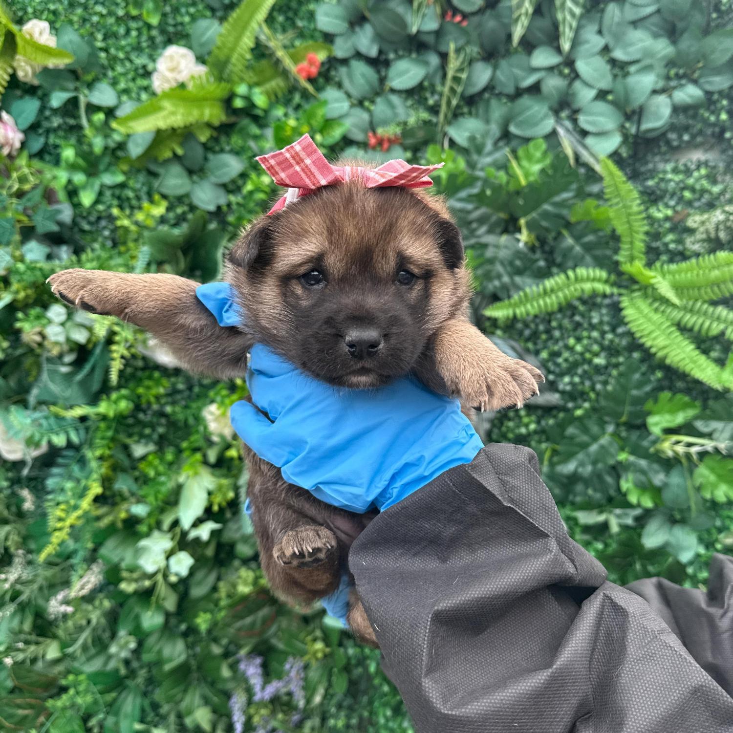 보호중 믹스견의 가…