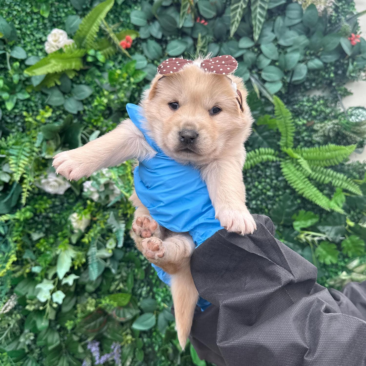 보호중 믹스견의 가…