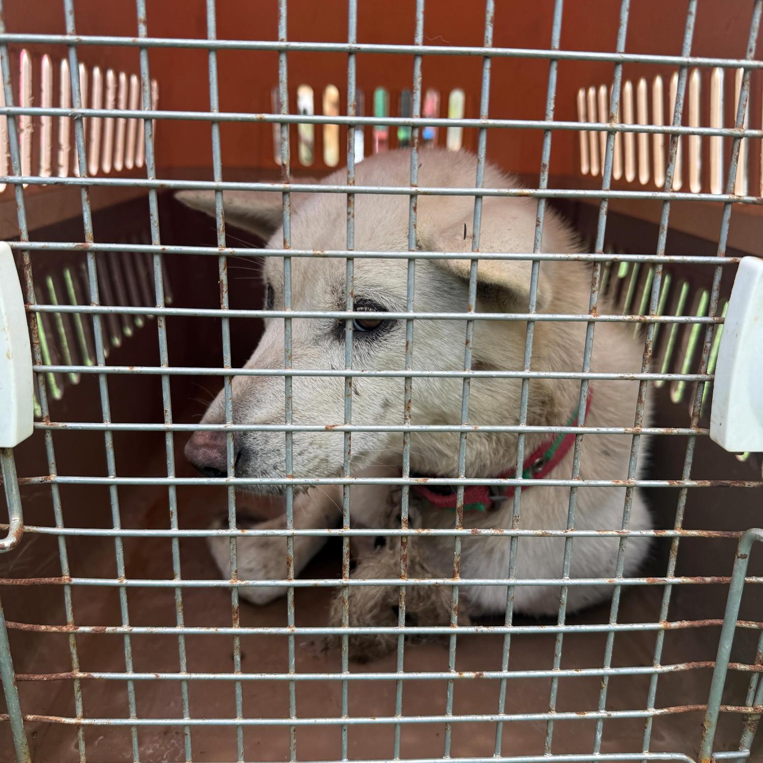 울산유기동물보호센터_431373202501747