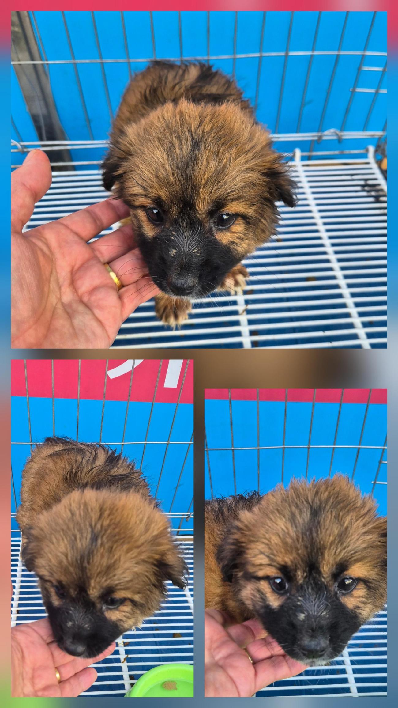 종합축산_447512202500667