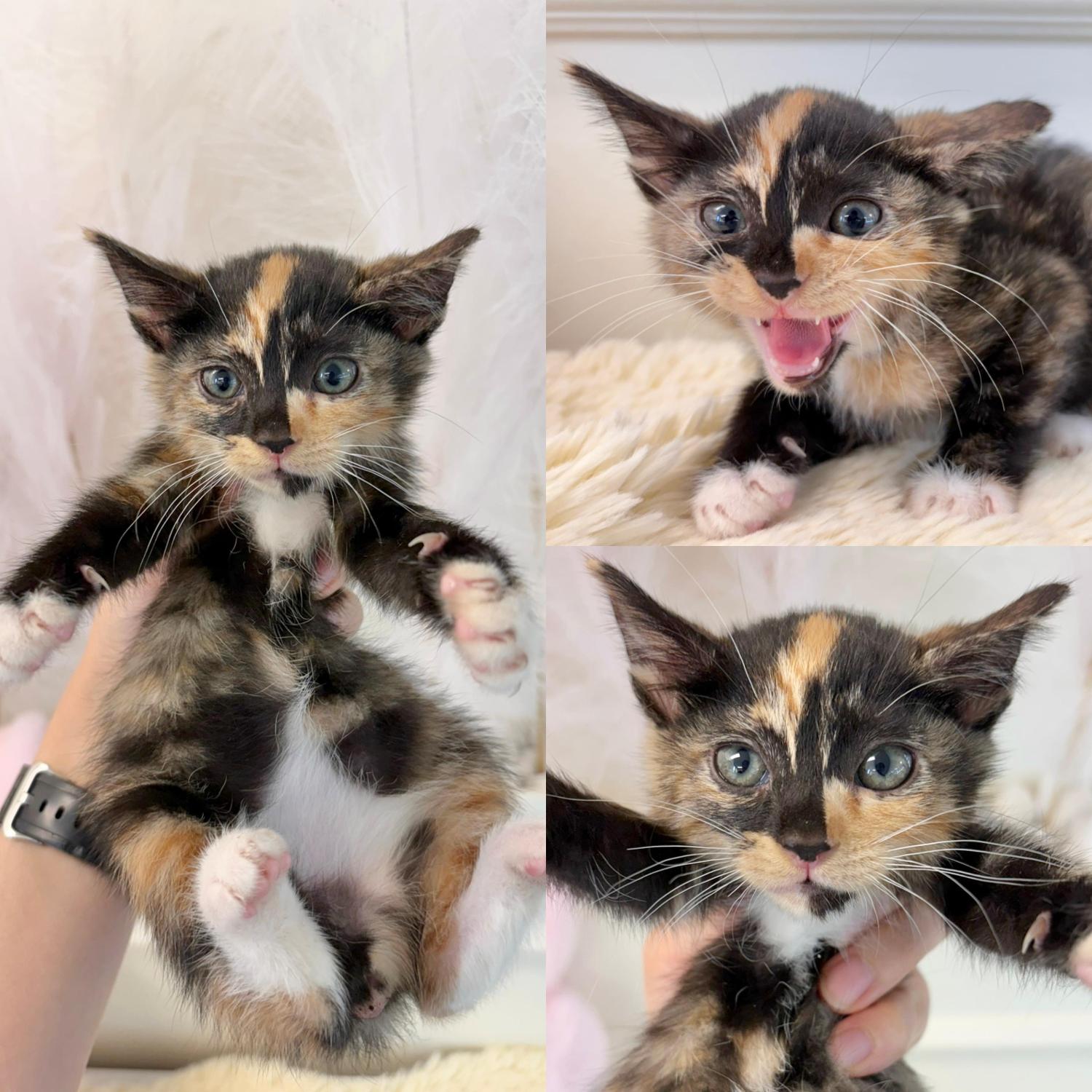 경주동물사랑보호센터_447505202501555