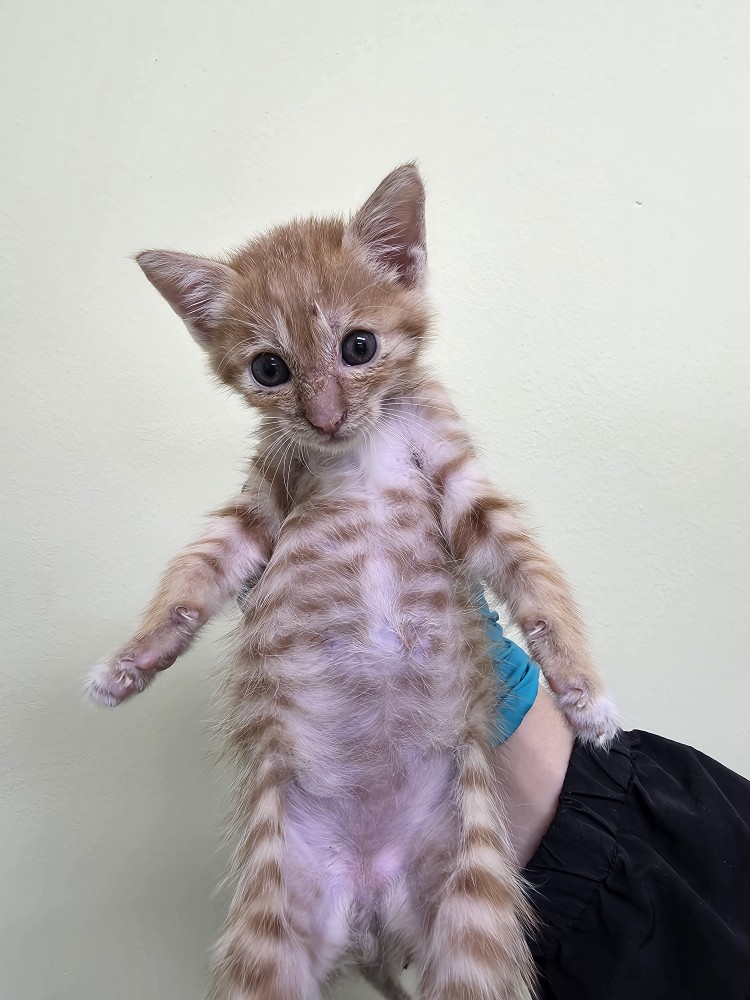 반려동물보호센터_443571202502974