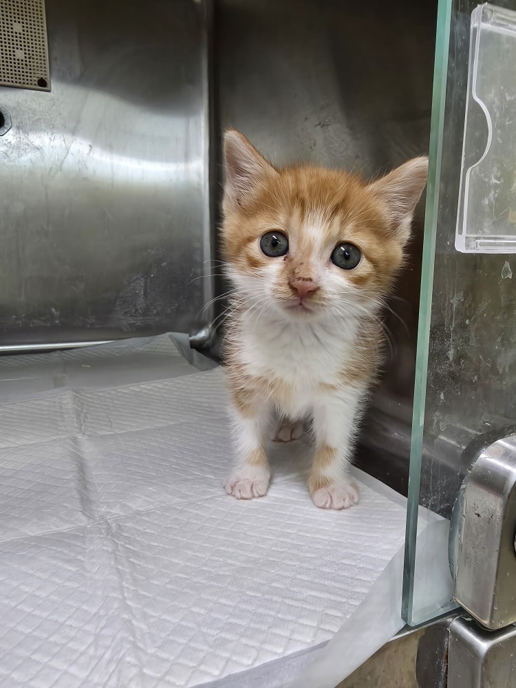 반려동물보호센터_443571202502975