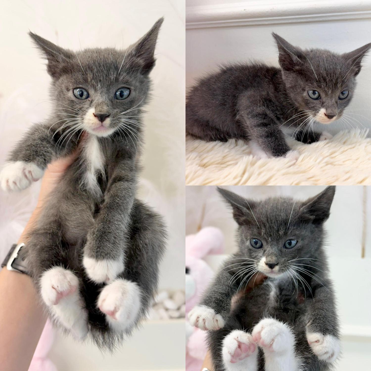 경주동물사랑보호센터_447505202501553