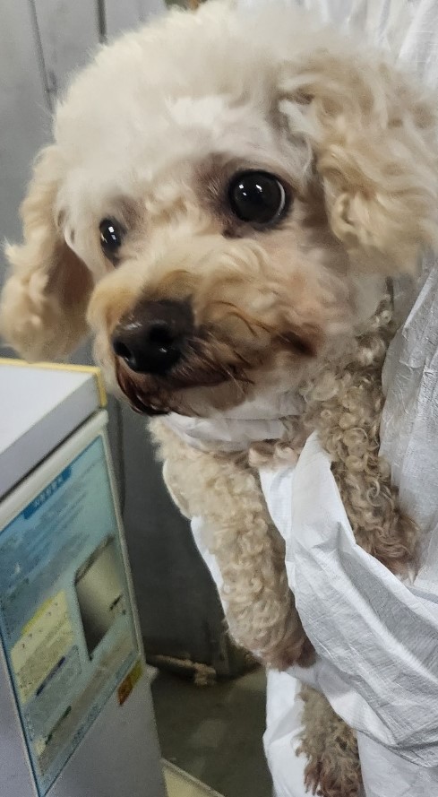 보호중 푸들의 가족…