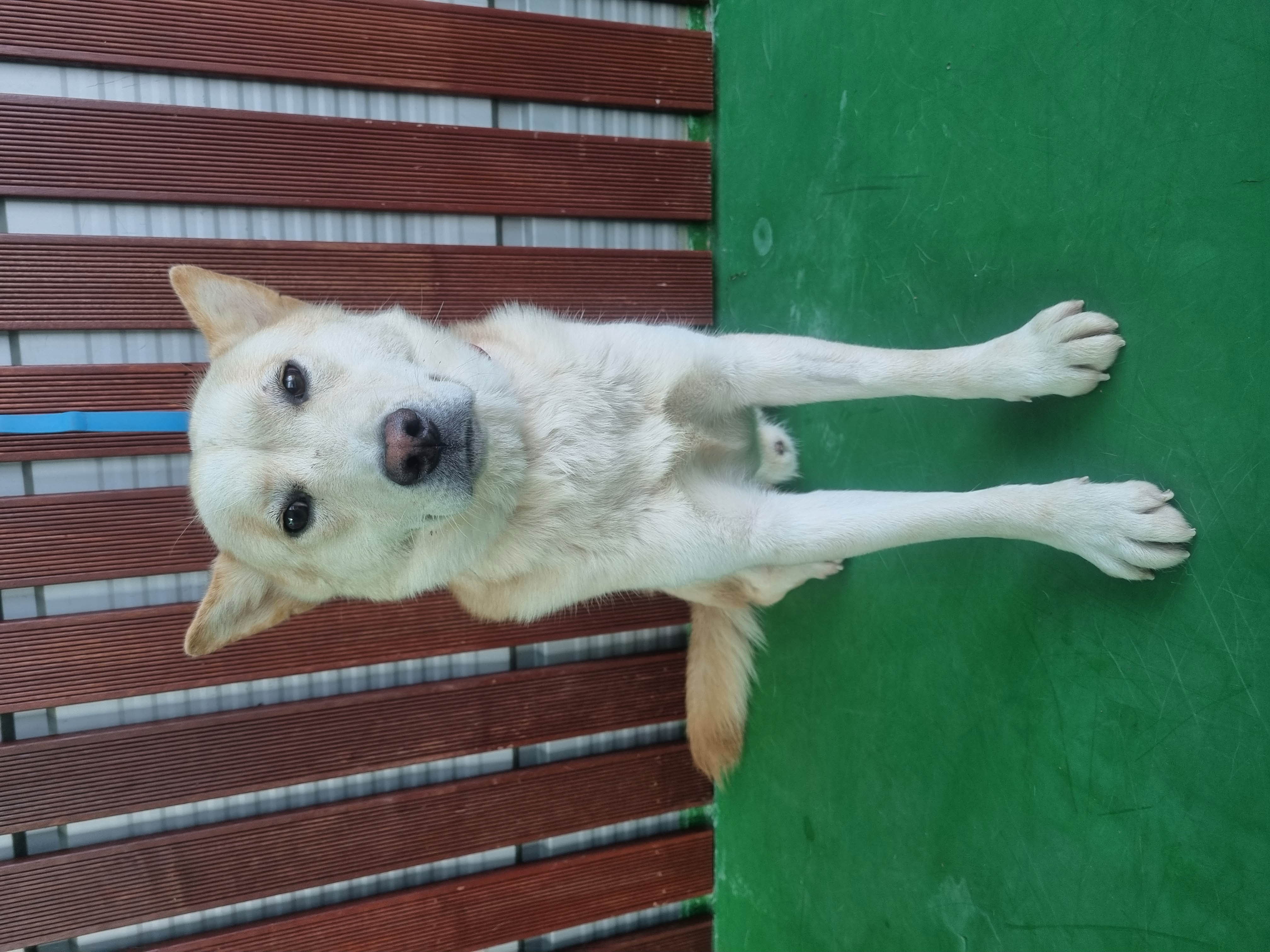 보호중 믹스견의 가…