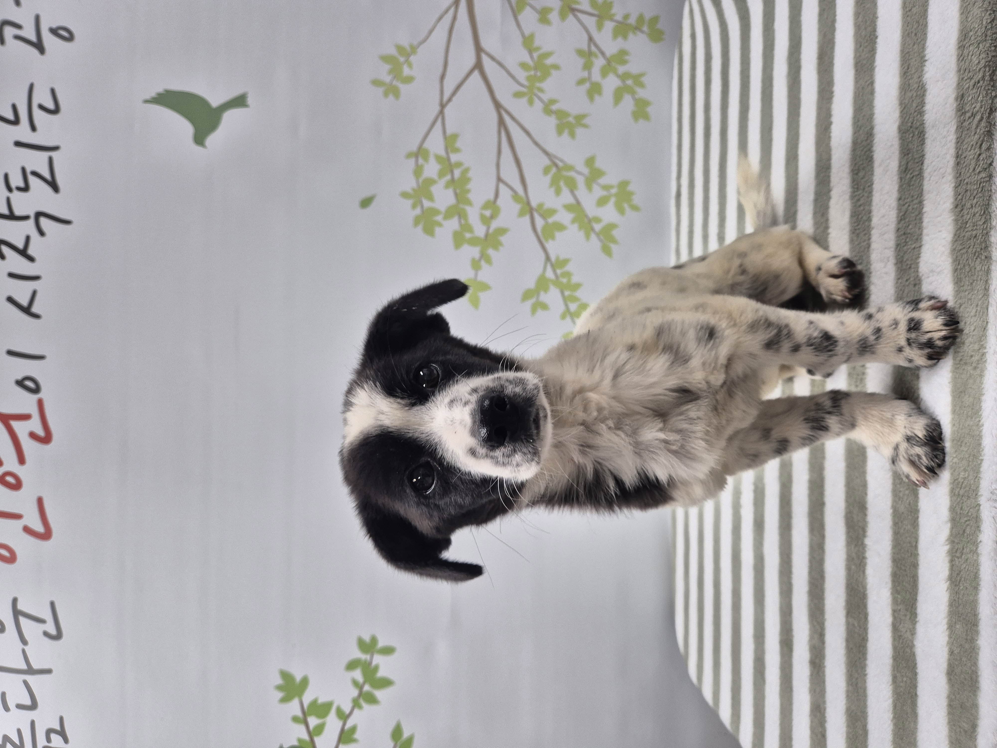 가평군유기동물보호소_441416202500481