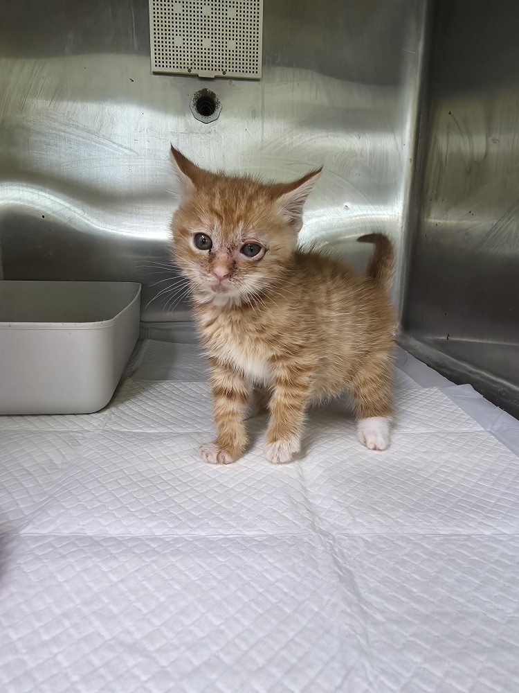 반려동물보호센터_443571202502973