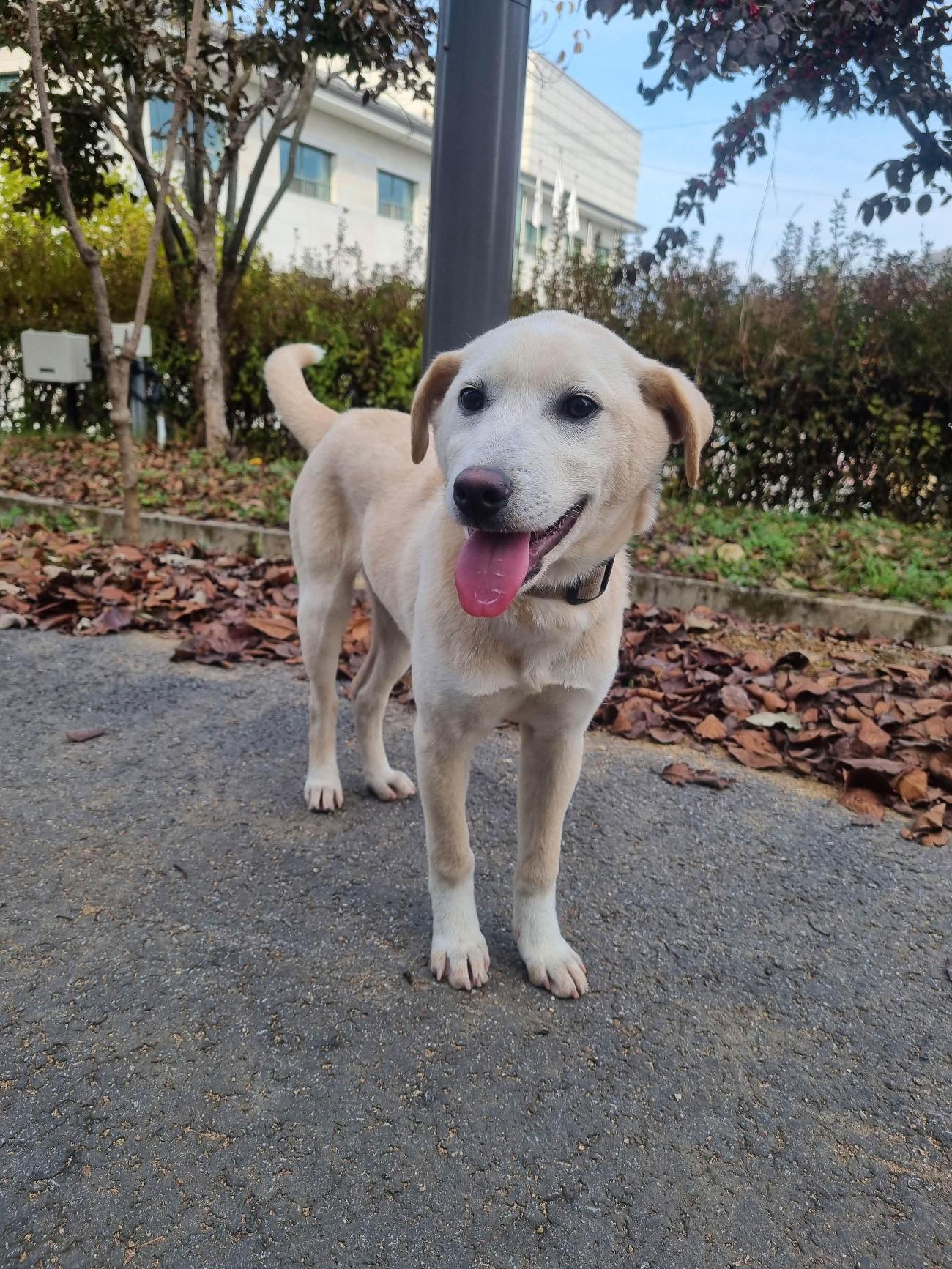 보호중 믹스견의 가…