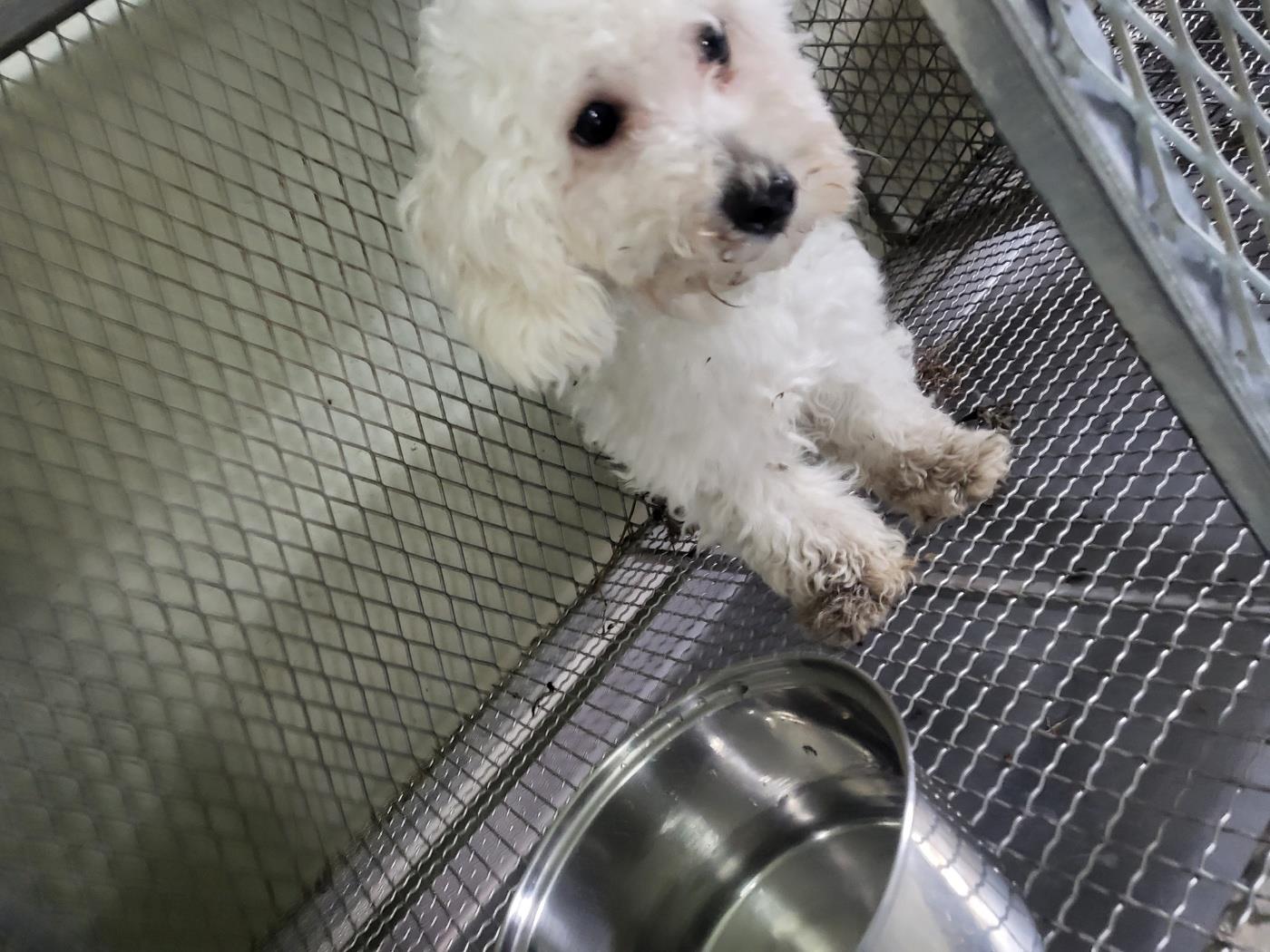 (사)하얀비둘기_426336202500415