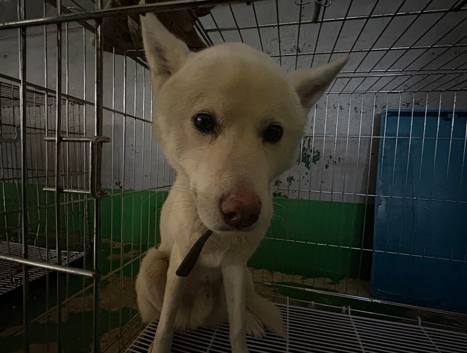 보호중 믹스견의 가…