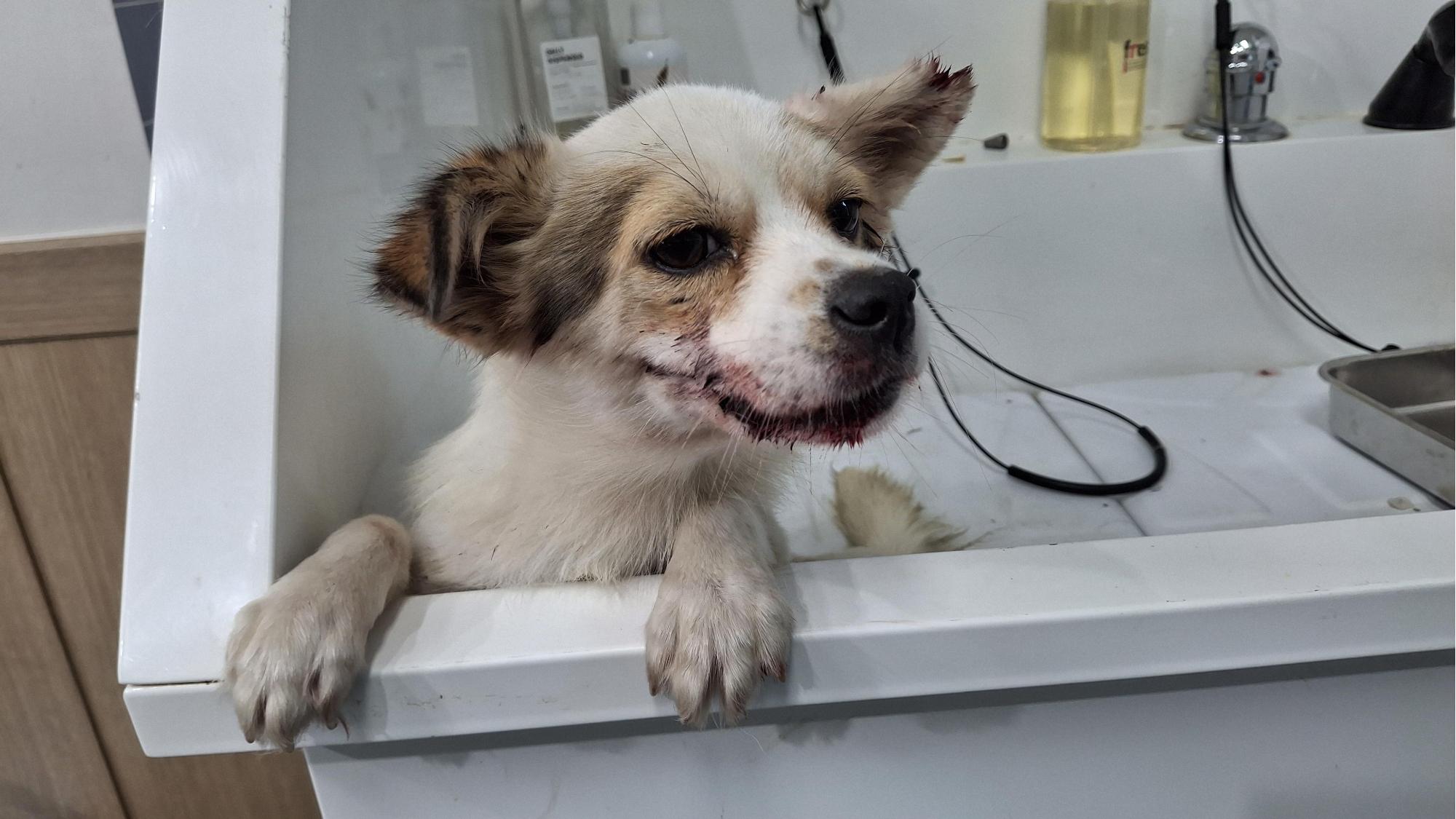 남부여동물보호소_444457202500632