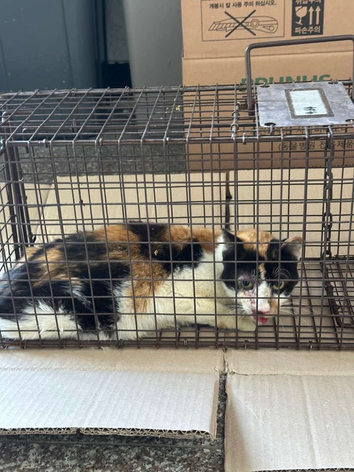 신공항동물병원_428349202500989