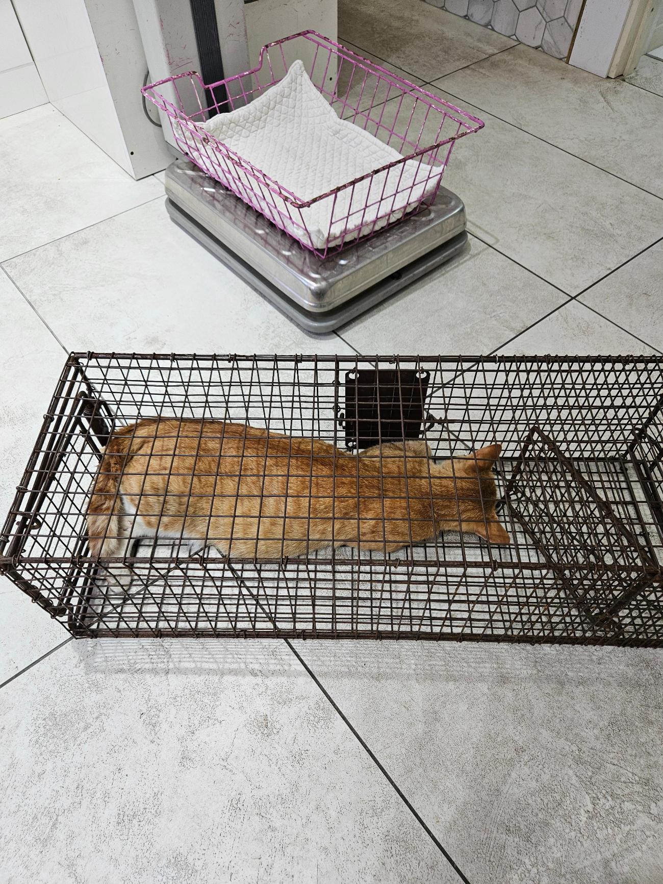 신공항동물병원_428349202500990