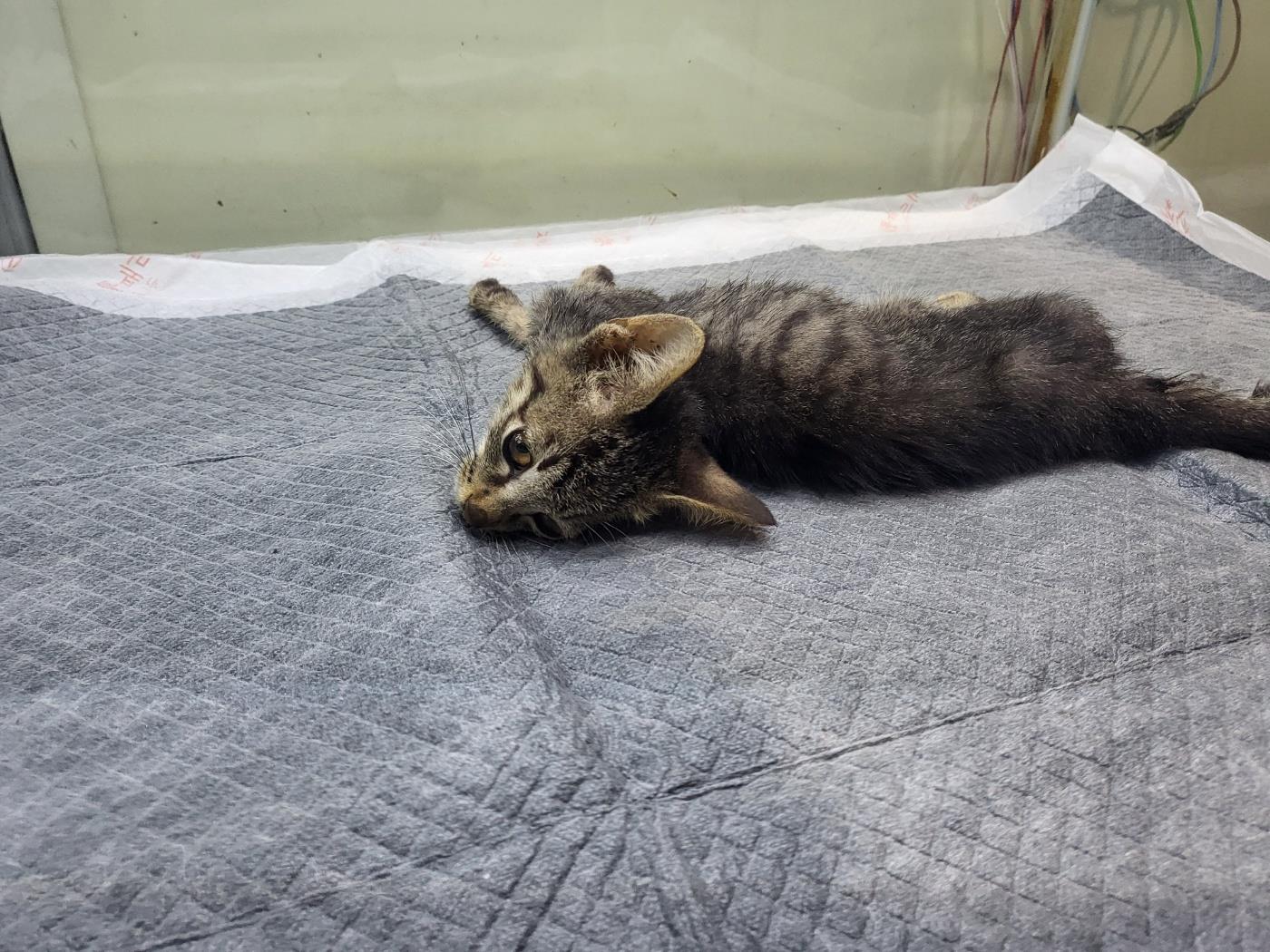 (사)하얀비둘기_426336202500416