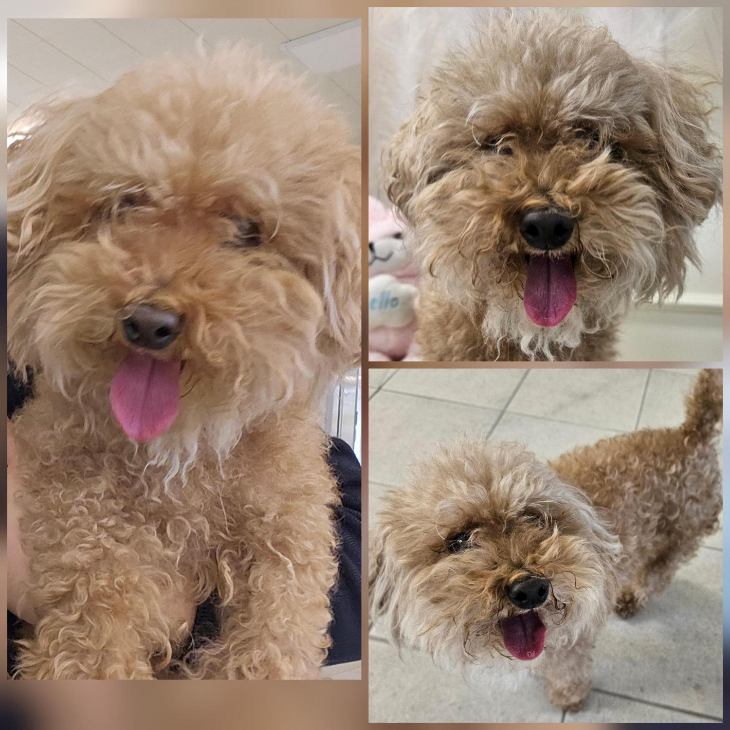 보호중 푸들의 가족…