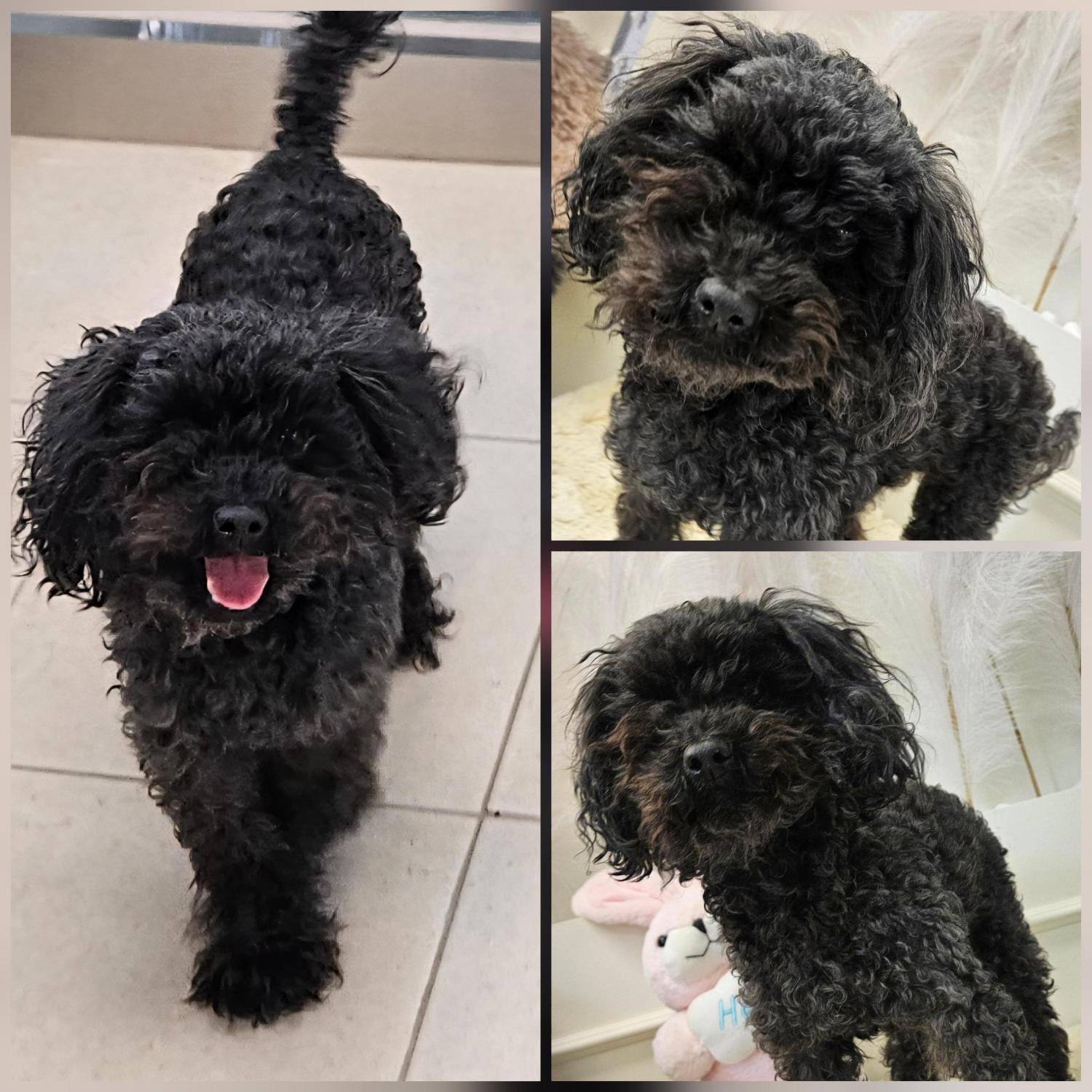 경주동물사랑보호센터_447505202501558