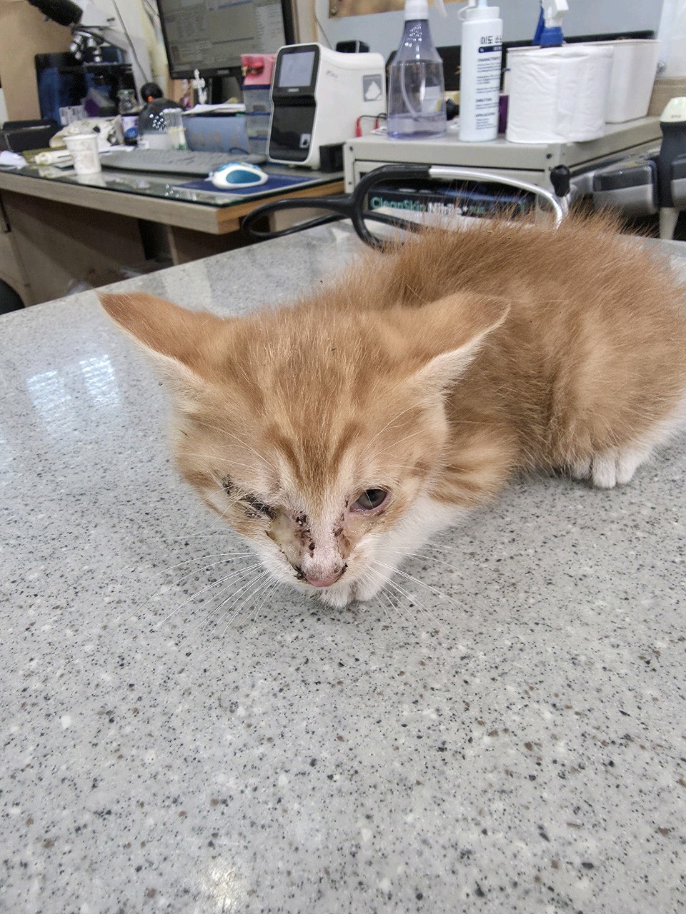 종료(자연사) 한국…