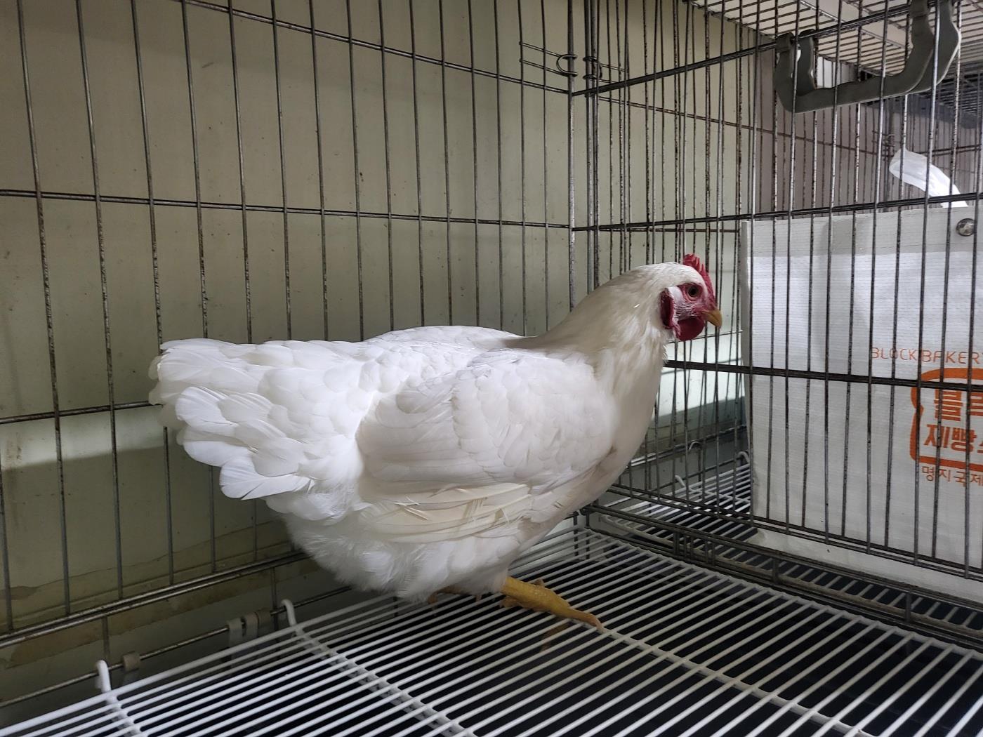 보호중 기타축종의 …