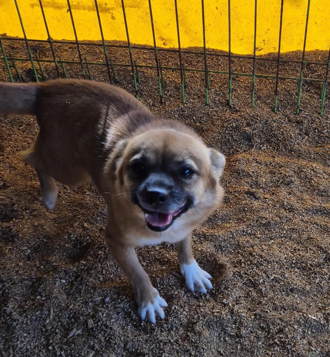 보호중 믹스견의 가…