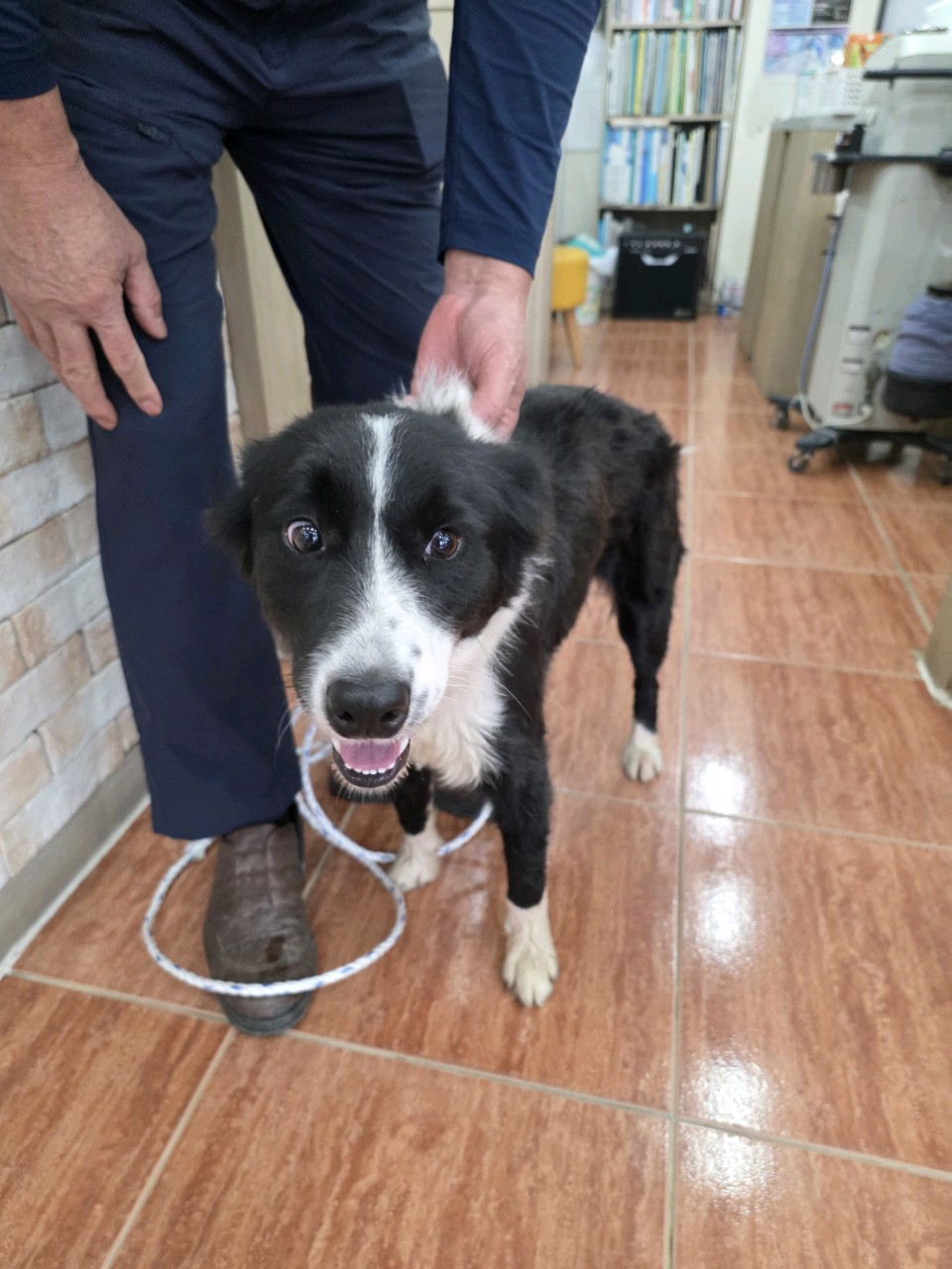 보호중 보더 콜리의…