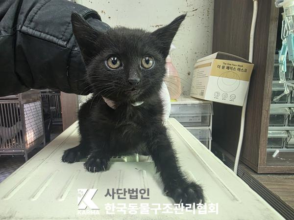 종료(자연사) 한국…