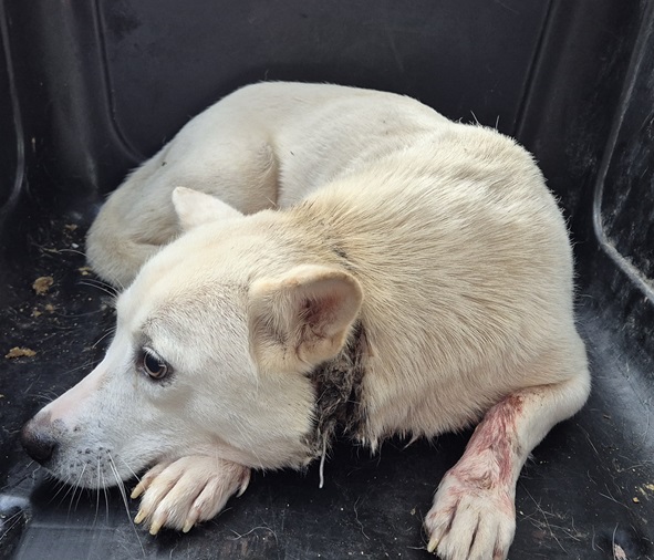 김천시 동물보호센터_447506202500385