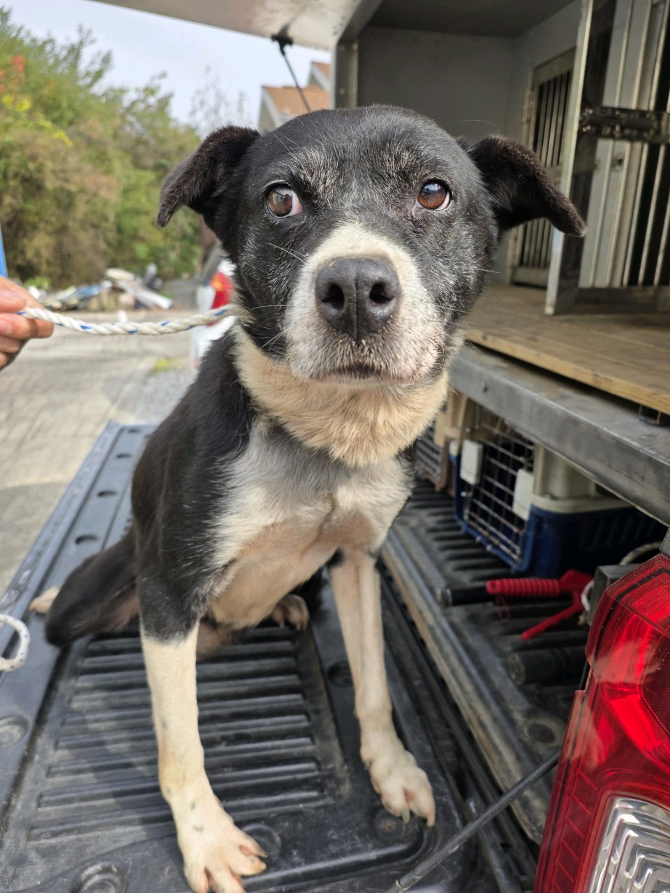 증평 가정견 훈련소_443445202500623