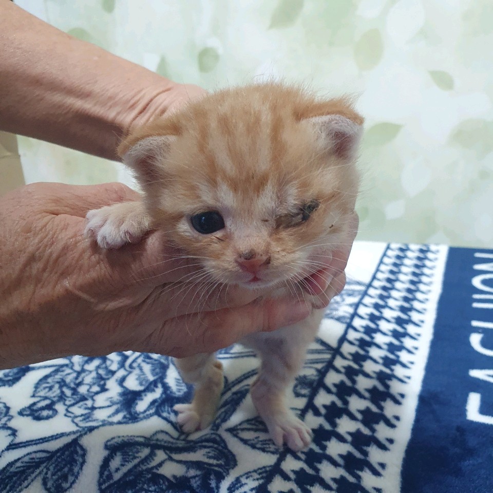 종료(자연사) 한국…