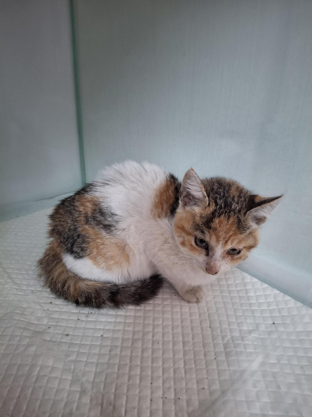 종료(입양) 한국 …