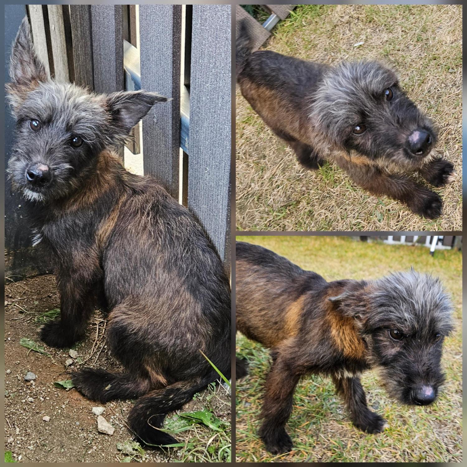 경주동물사랑보호센터_447505202501531