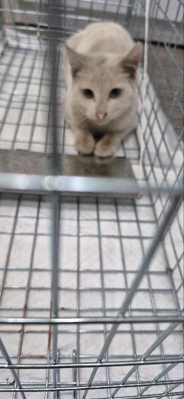 고령군 유기견 보호소_447520202500292