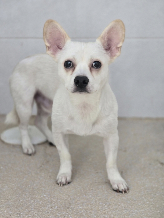 종료(반환) 믹스견…