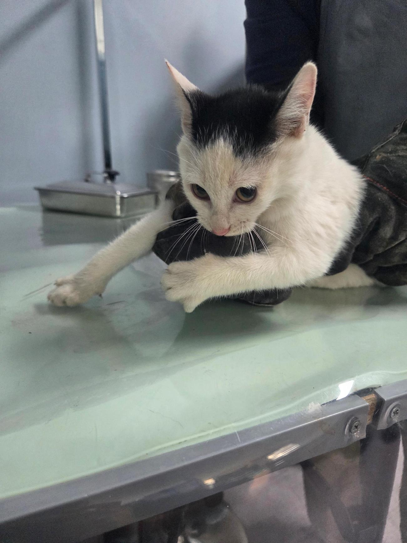 나주유기동물보호센터_446483202501833