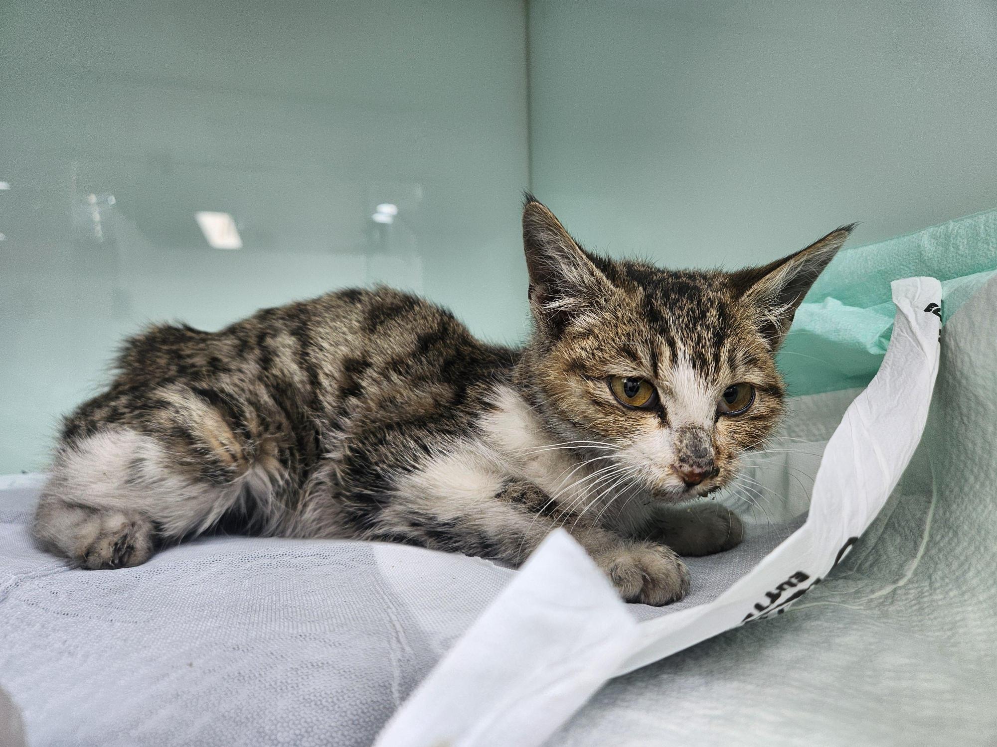 광주TNR동물병원송정_441554202501709