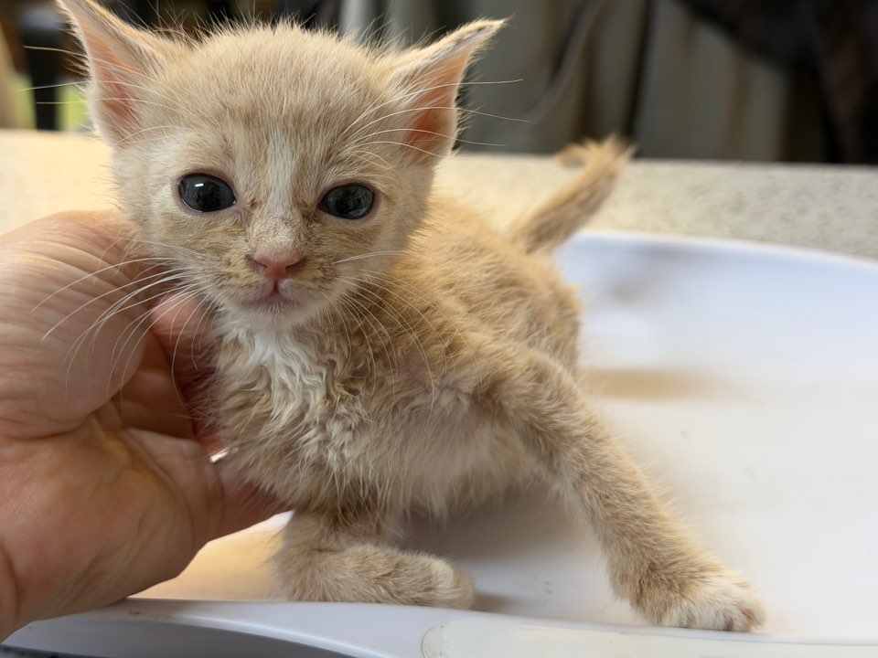 종료(자연사) 한국…